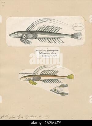 Callionymus lyra, stampa il comune (dragonet Callionymus lyra) è una specie di dragonet che è ampiamente distribuito nella parte orientale dell'Atlantico settentrionale dove è comune nei pressi di Europa dalla Norvegia e Islanda verso sud. Si tratta di una specie demersali che avviene su fondo di sabbia. Vive ad una età massima di circa 7 anni. È catturato in catture accessorie da pesca e viene utilizzato in acquario commercio., 1700-1880 Foto Stock