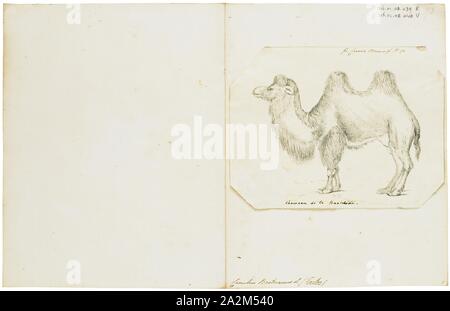 Camelus bactrianus, stampa l'Bactrian camel (Camelus bactrianus) è un grande anche-toed ungulato nativa per le steppe dell'Asia centrale. Il cammello Bactrian presenta due gobbe sul suo dorso, in contrasto con il singolo-humped Cammello Dromedario. La sua popolazione di due milioni di euro esiste principalmente in forma addomesticata. Il loro nome deriva dall antica regione storica della Battriana., 1700-1880 Foto Stock