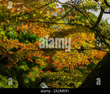 Heian jingu-giardino con la sua impressionante rifilato piante e oriental tradizionale architettura giapponese a Kyoto, Giappone Foto Stock