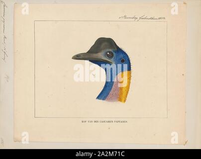 Casuarius papuanus, stampa Casuario, casuari, genere Casuarius, sono i ratiti (flightless uccelli senza una chiglia sulla loro sterno osso) che sono nativi per le foreste tropicali della Nuova Guinea Papua Nuova Guinea e Indonesia), Nusa Tenggara Est, le isole Molucche e northeastern Australia., 1875 Foto Stock
