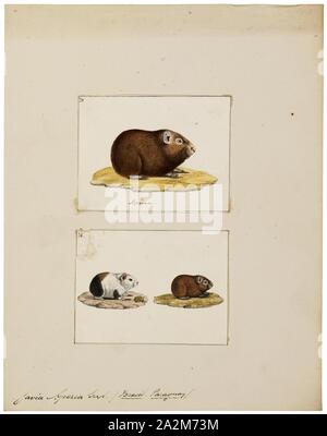 Cavia aperea, stampa il brasiliano cavia (cavia aperea) (preá in portoghese) è una cavia delle specie che si trovano in Argentina, Brasile, Bolivia, Colombia, Ecuador, Guyana, Paraguay, Uruguay e Venezuela., 1700-1880 Foto Stock