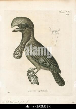 Cephalopterus ornatus, stampa amazzonica umbrellabird (Cephalopterus ornatus) è una specie di uccello della famiglia Cotingidae nativo per il bacino amazzonico con una popolazione distinta sul versante orientale delle Ande. Il maschio di uccello è completamente nero, nero con un cresta e bargiglio gonfiabile sulla gola e da 48 a 55 cm (19 a 22), può essere il più grande uccello passerine in Sud America. La femmina è leggermente più piccola. Entrambi hanno un volo ondulato, descritto come un picchio-simili, e il maschio ha un forte ronzio chiamata., 1700-1880 Foto Stock