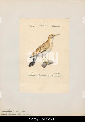 Certhilauda desertorum, stampa la maggiore upupa-lark (Alaemon alaudipes), è un uccello passerine che è un allevamento residente di zone aride, deserto e semi-deserto delle zone dalle isole di Capo Verde in gran parte del nord Africa, attraverso la penisola arabica, Siria, Afghanistan, Pakistan e India. Precedentemente è stato conosciuto come il bifasciated allodola e talvolta come il grande deserto allodola., 1842-1848 Foto Stock