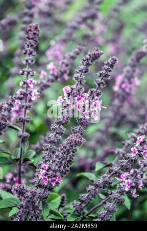 Basilico Ocimum basilicum 'Rubin Rosso' dettaglio Foto Stock