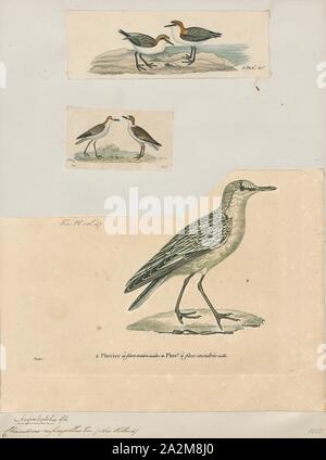 Charadrius ruficapillus, stampa, il red-capped plover (Charadrius ruficapillus), noto anche come il Red-capped Cully, è un piccolo plover., 1700-1880 Foto Stock