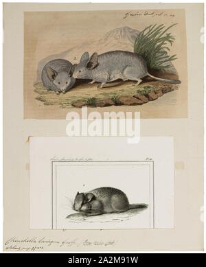 Chinchilla lanigera, stampa la lunga coda (chinchilla Chinchilla lanigera), chiamato anche il cileno, costiere, comune o minore chinchilla, è una delle due specie di roditore dal genere Chinchilla: Altre specie essendo C. cincillà. Entrambe le razze sono in via di estinzione nel selvaggio dopo storicamente inseguito per loro i capelli morbidi cappotti. Razze domestiche di cincillà sono creduti per scendere da esemplari di C. lanigera. I cincillà domestici sono di tre tipi: la plata, costina e raton., 1700-1880 Foto Stock