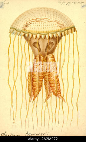 Chrysaora blossevillei, stampa Chrysaora (nome comune mare ortica) è un genere di meduse nella famiglia Pelagiidae. L'origine del genere nome Chrysaora risiede nella mitologia greca con Chrysaor, fratello di Pegasus e figlio di Poseidone e Medusa. Tradotto, Chrysaor significa 'chi ha un armamento d'oro Foto Stock