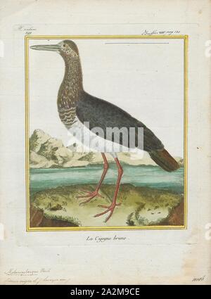 Ciconia nigra, stampa la cicogna nera (Ciconia nigra) è un grande uccello della famiglia cicogna Ciconiidae. Essa è stata descritta per la prima volta da Carlo Linneo nella decima edizione del suo Systema Naturae. La misura in media da 95 a 100 cm (da 37 a 39 in) dalla punta a becco alla fine della coda con un 145-A-155 cm (57-A-61 in) apertura alare l adulto cicogna nera ha principalmente piumaggio nero, con underparts bianchi, lunghe zampe rosse e una lunga appuntita a becco rosso. Una diffusa ma non comuni specie, le razze in posizioni sparse in tutta Europa (prevalentemente in Spagna e centrali e orientali), e l'Asia all'Oceano Pacifico. Si tratta di un Foto Stock