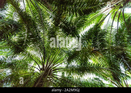 Olio Palm tree plantation sfondo, vista dal basso Foto Stock