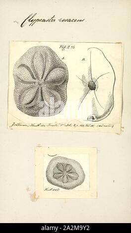 Clypeaster rosaceus, stampa Clypeaster rosaceus, il grasso di biscotto di mare, è una specie di ricci di mare in famiglia Clypeasteridae. Essa si verifica in acqua poco profonda nella parte occidentale dell'Oceano Atlantico ed è stato per la prima volta descritto scientificamente nel 1758 da Carlo Linneo Foto Stock
