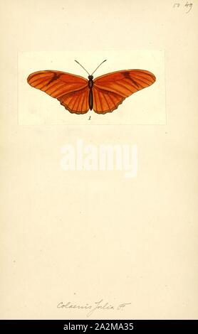 Colaenis, Stampa, Dryas iulia (spesso scritto erroneamente julia), comunemente chiamato Julia butterfly, Julia heliconian, la fiamma o flambeau, è una specie di brush-footed (o) nymphalid butterfly. L'unico rappresentante del suo genere Dryas, è nativo dal Brasile a sud del Texas e in Florida e in estate può talvolta essere trovati come lontano nord come eastern Nebraska. Oltre 15 sottospecie sono state descritte Foto Stock