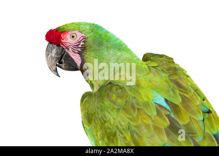 Un militare macaw close up isolati su sfondo bianco Foto Stock