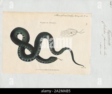 Coluber fasciatus, stampa le fasce di serpente di acqua o acqua meridionale snake (Nerodia fasciata) è una specie di gran parte acquatica, nonvenomous, colubrid snake endemico della centrale e sud-est degli Stati Uniti., 1700-1880 Foto Stock