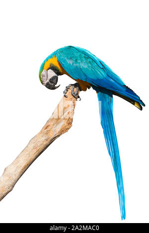 Un blu e giallo macaw su un ramo isolato su sfondo bianco Foto Stock