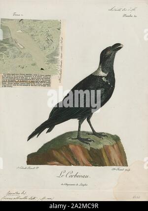 Corvus albicollis, stampare il bianco a collo di corvo imperiale (Corvus albicollis) è un po' più piccola (50-54 cm in lunghezza) di quello comune di raven o il suo parente più vicino, la spessa fatturati raven C. crassirostris. È nativo dell Africa orientale e meridionale., 1796-1808 Foto Stock