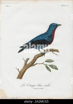 Cotinga caerulea, stampa l'cotingas sono una grande famiglia, Cotingidae, di suboscine passerine uccelli che si trovano in America centrale e tropical America del Sud. Cotingas sono uccelli delle foreste o margini di boschi, che sono frugivorous primario. Hanno tutte un ampio fatture con punte ad uncino, ali arrotondate e gambe forti. Essi variano in dimensioni da 12-13 cm (4.7-5.1 in) del Fiery-throated fruiteater (Pipreola chlorolepidota) fino a un massimo di 48-51 cm (19-20 in.) di amazzonica umbrellabird (Cephalopterus ornatus)., 1801 Foto Stock