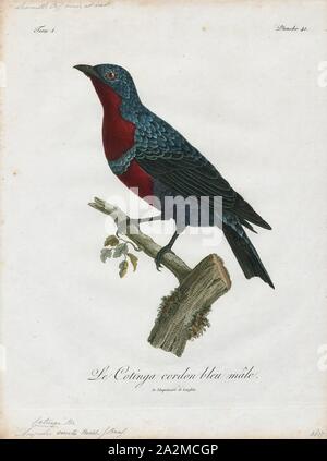 Cotinga cincta, stampa l'cotingas sono una grande famiglia, Cotingidae, di suboscine passerine uccelli che si trovano in America centrale e tropical America del Sud. Cotingas sono uccelli delle foreste o margini di boschi, che sono frugivorous primario. Hanno tutte un ampio fatture con punte ad uncino, ali arrotondate e gambe forti. Essi variano in dimensioni da 12-13 cm (4.7-5.1 in) del Fiery-throated fruiteater (Pipreola chlorolepidota) fino a un massimo di 48-51 cm (19-20 in.) di amazzonica umbrellabird (Cephalopterus ornatus)., 1801 Foto Stock