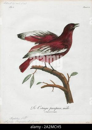 Cotinga pompadora, stampa l'cotingas sono una grande famiglia, Cotingidae, di suboscine passerine uccelli che si trovano in America centrale e tropical America del Sud. Cotingas sono uccelli delle foreste o margini di boschi, che sono frugivorous primario. Hanno tutte un ampio fatture con punte ad uncino, ali arrotondate e gambe forti. Essi variano in dimensioni da 12-13 cm (4.7-5.1 in) del Fiery-throated fruiteater (Pipreola chlorolepidota) fino a un massimo di 48-51 cm (19-20 in.) di amazzonica umbrellabird (Cephalopterus ornatus)., 1801 Foto Stock