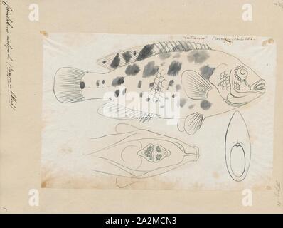 Crenilabrus melops, stampa l'corkwing wrasse, Symphodus melops, è una specie di wrasse nativa per la parte orientale dell'Oceano Atlantico dalla Norvegia al Marocco e fuori per le Azzorre, come pure di essere trovato nel mare Mediterraneo e il Mare Adriatico. Questa specie può essere trovato nelle zone di roccia o eelgrass a profondità da 1 a 30 m (da 3,3 a 98,4 ft)., 1774-1804 Foto Stock