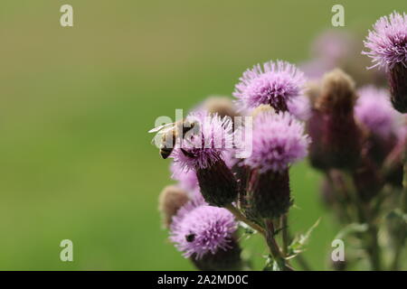 Un'ape atterra su Thistle. Foto Stock