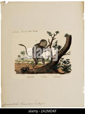 Cynocephalus hamadryas, stampa il filippino lemuri volanti o colugo delle Filippine (Cynocephalus volans), conosciuto localmente come kagwang, è una delle due specie di colugo o 'i lemuri volanti". È monotypic del suo genere. Sebbene chiamato un lemure volanti, non è in grado di volare e non è un lemure. Invece, che scivola come salti tra alberi., 1833-1839 Foto Stock