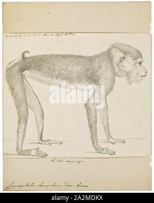 Cynocephalus leucophaeus, stampa il filippino lemuri volanti o colugo delle Filippine (Cynocephalus volans), conosciuto localmente come kagwang, è una delle due specie di colugo o 'i lemuri volanti". È monotypic del suo genere. Sebbene chiamato un lemure volanti, non è in grado di volare e non è un lemure. Invece, che scivola come salti tra alberi., 1829-1867 Foto Stock