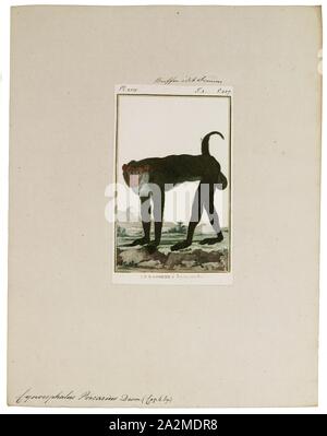 Cynocephalus porcarius, stampa il filippino lemuri volanti o colugo delle Filippine (Cynocephalus volans), conosciuto localmente come kagwang, è una delle due specie di colugo o 'i lemuri volanti". È monotypic del suo genere. Sebbene chiamato un lemure volanti, non è in grado di volare e non è un lemure. Invece, che scivola come salti tra alberi., 1798-1803 Foto Stock