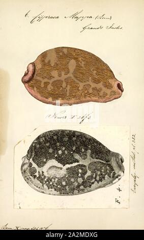 Cypraea mappa, Stampa mappa Leporicypraea (precedentemente noto come Cypraea mappa), nome comune mappa cowry, è una specie di grande lumaca di mare, un cowry, marino mollusco gasteropode della famiglia Cypraeidae, cowries Foto Stock