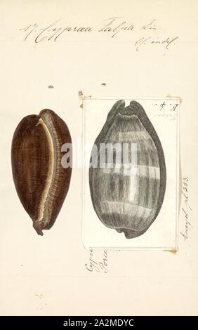 Cypraea talpa, stampa Talparia talpa, nome comune la mole cowry o cioccolato cowry nastrati, è una specie di lumaca di mare, un cowry, marino mollusco gasteropode della famiglia Cypraeidae, cowries Foto Stock