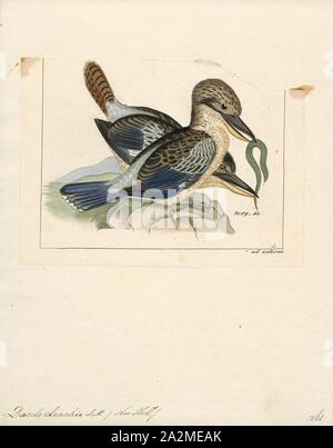 Dacelo leachii, stampa il blu-winged kookaburra (Dacelo leachii) è una grande specie di martin pescatore nativo per l'Australia del nord e sud della Nuova Guinea., 1820-1863 Foto Stock