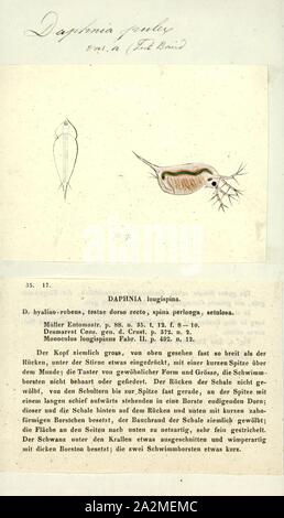 La dafnia pulex, Stampa, Daphnia pulex è la specie più comune di pulce d'acqua. Esso ha una distribuzione cosmopolita: la specie è presente in tutto il Nord America, in Europa e in Australia. È una specie di modello, e fu il primo crostaceo per avere il suo genoma sequenziato Foto Stock