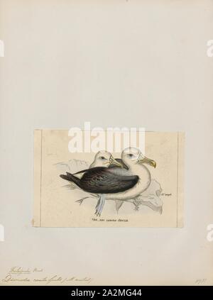 Diomedea cauta, stampa il timido albatross o timido mollymawk (Thalassarche cauta) è una di medie dimensioni albatross razze che su tre isole australiano e le gamme attraverso l'Oceano Indiano meridionale., 1820-1860 Foto Stock