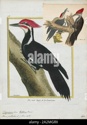 Dryocopus pileatus, stampa, il picchio pileated (Dryocopus pileatus) è un picchio originaria del Nord America. Questo insettivori bird è per lo più sedentario abitante delle foreste di latifoglie nel Nord America orientale, Grandi laghi, foreste boreali di Canada e parti della costa del Pacifico. È la seconda più grande picchio rosso maggiore sul continente, dopo le specie gravemente minacciate-avorio picchio fatturati. Il termine 'pileated" si riferisce a l'uccello prominente cresta rossa, con il termine dal latino pileatus il significato di "capped'., 1700-1880 Foto Stock