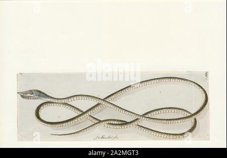 Dryophis mycterizans, stampa Ahaetulla nasuta, noto anche come vitigno comune snake e a becco lungo serpente frusta, è una sottile albero verde serpente trovato in India, Sri Lanka, Bangladesh, Myanmar, Thailandia, Cambogia e Vietnam., 1753-1834 Foto Stock