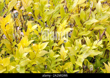 Dwarf Blue Star Amsonia tabernaemontana 'Short Stack' Foto Stock