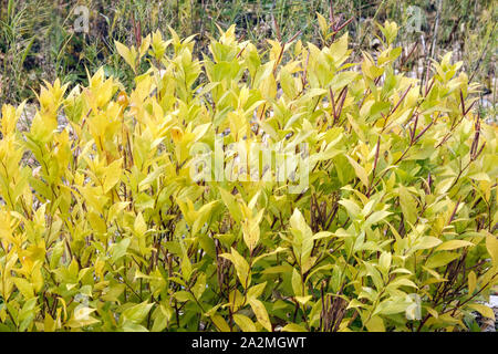 Dwarf Blue Star Amsonia tabernaemontana 'Short Stack' Foto Stock