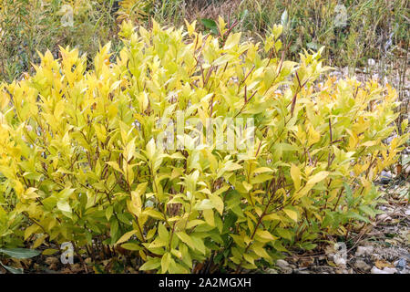 Dwarf Blue Star Amsonia tabernaemontana 'Short Stack' Foto Stock