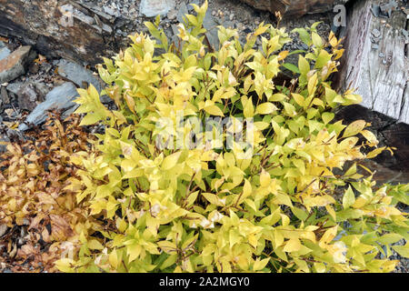 Dwarf Blue Star Amsonia tabernaemontana 'Short Stack' Foto Stock