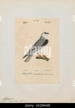 Elanus melanopterus, stampare il nero-winged kite (Elanus caeruleus), noto anche come il nero-kite con spallamento (non deve essere confuso con il strettamente correlati specie australiana con lo stesso nome), è un piccolo rapace diurno nella famiglia Accipitridae più noto per la sua abitudine di oscillando su praterie nel modo del più piccolo gheppi. Questo Eurasian e specie africane è stata talvolta combinati con l'Australian nero-kite con spallamento (Elanus axillaris) e il white-tailed kite (Elanus leucurus) dell America del Nord e del Sud che insieme formano un superspecies. Questo kite è Foto Stock