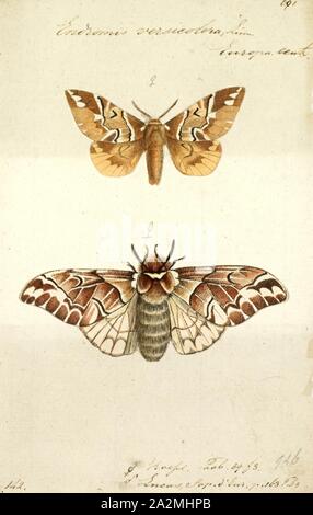 Endromis, stampa Endromis è una falena monotypic genus nella famiglia Endromidae eretto da Ferdinando Ochsenheimer nel 1810. La sua unica specie, Endromis versicolora Il Kentish gloria, è stato descritto da Carlo Linneo nel suo 1758 decima edizione del Systema Naturae. Si trova nella regione paleartica Foto Stock