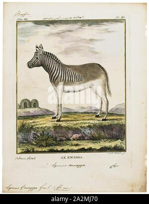 Equus quagga, stampa le pianure zebra (Equus quagga, precedentemente Equus burchellii), noto anche come il comune, zebra è il più comune e diffuso geograficamente specie di zebra. La sua gamma è frammentato, ma abbraccia gran parte dell Africa meridionale e orientale a sud del Sahara. Sei sottospecie sono state riconosciute tra cui l'estinto quagga che è stato pensato per essere una specie separate. Tuttavia, le ricerche più recenti supporta variazioni nelle popolazioni di zebra essendo clines piuttosto che di sottospecie., 1700-1880 Foto Stock