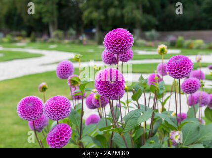 Bellissimo il dahlia fiori nel grande giardino inglese Foto Stock