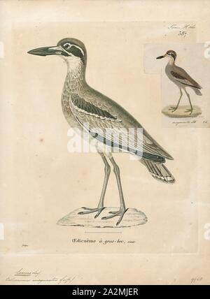 Esacus magnirostris, stampa la spiaggia di pietra-curlew (Esacus magnirostris) noto anche come spiaggia thick-ginocchio è un grande, massa-abitazione uccello che si verifica in Australasia, le isole del sud-est asiatico. A 55 cm (22 in) e 1 kg (2,2 lb), è uno dei più grandi del mondo uccelli costieri. Ad una media di 1, 032 g (2.275 lb) nei maschi e 1, 000 g (2,2 lb) nelle femmine, è il più pesante membro vivo della Charadriiformes al di fuori del gabbiano e skua famiglie., 1700-1880 Foto Stock