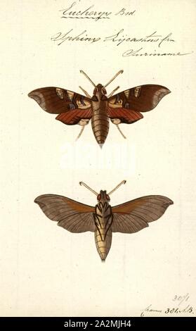 Eucheryx, stampa Callionima è un genere di falene nella famiglia Sphingidae descritta per la prima volta da Hippolyte Lucas nel 1857 Foto Stock