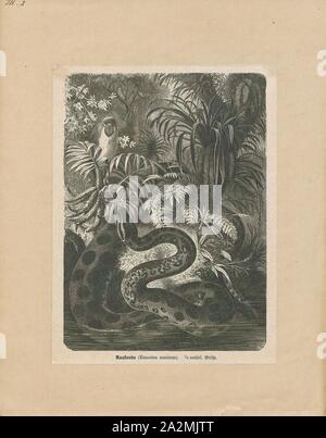 Eunectes murinus, stampa il verde Anaconda (Eunectes murinus), anche conosciuto come anaconda comune o acqua comune boa, è un non-boa velenosi delle specie che si trovano in Sud America. Esso è il più pesante e uno dei più noti esistenti specie di serpente. Il termine "anaconda' spesso si riferisce a questa specie, sebbene il termine potrebbe applicarsi anche ad altri membri del genere Eunectes., 1700-1880 Foto Stock
