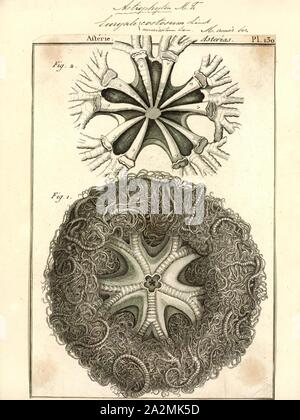 Euryale muricatum, stampa, il cestello gigante star, Astrophyton muricatum, è un echinodermi trovati in parti poco profonde del Tropicale Atlantico occidentale e in tutto il Mar dei Caraibi e il Golfo del Messico. È l'unica specie in genere Astrophyton. Durante la giornata si arriccia in una stretta conformazione sferica per proteggersi dai predatori. Di notte, si inerpica per un elevato punto di alimentazione estendendo le sue intricate ramificato bracci di alimentazione in una forma a tazza in modo da snare passando il plancton e altri organismi dalla corrente Foto Stock