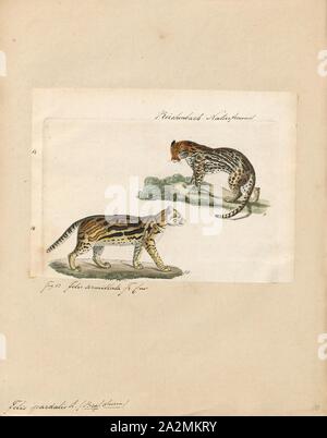 Felis pardalis, stampa Felis è un genere di piccole e medie cat Felinae specie nativa per la maggior parte dell Africa e a sud di 60° di latitudine in Europa e Asia in Indocina. Il genere include il gatto domestico. Il più piccolo Felis specie è il nero-footed cat con una testa e la lunghezza del corpo da 38 a 42 cm (15 a 17). La più grande è la giungla cat con una testa e la lunghezza del corpo da 62 a 76 cm (da 24 a 30 in.), 1834 Foto Stock