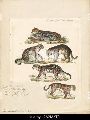 Felis pardalis, stampa Felis è un genere di piccole e medie cat Felinae specie nativa per la maggior parte dell Africa e a sud di 60° di latitudine in Europa e Asia in Indocina. Il genere include il gatto domestico. Il più piccolo Felis specie è il nero-footed cat con una testa e la lunghezza del corpo da 38 a 42 cm (15 a 17). La più grande è la giungla cat con una testa e la lunghezza del corpo da 62 a 76 cm (da 24 a 30 in.), 1834 Foto Stock
