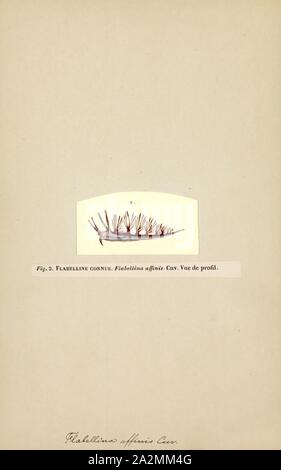 Flabellina affinis, stampa Flabellina affinis è una specie di lumache di mare, un aeolid nudibranch, marino mollusco gasteropode della famiglia Flabellinidae. Essa è il tipo di specie del genere Flabellina Foto Stock