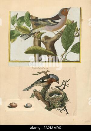 Fringilla coelebs, stampa il comune (fringuello Fringilla coelebs), generalmente conosciuta semplicemente come il fringuello, è una comune e diffusa piccola passerine bird in finch la famiglia. Il maschio è luminosamente colorata con un colore grigio-blu cappuccio e ruggine-rosso underparts. La femmina è molto meno appariscenti di colorazione, ma entrambi i sessi hanno due contrastanti ala bianca bar e lati bianco alla coda. L'uccello maschio ha una voce forte e canta da esposti posatoi per attrarre un compagno., 1700-1880 Foto Stock